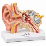 Ear Construction
